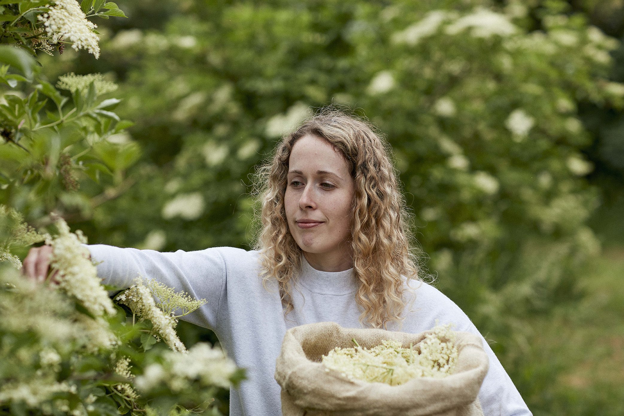 a local picker taking part in the belvoir farm elderflower harvest