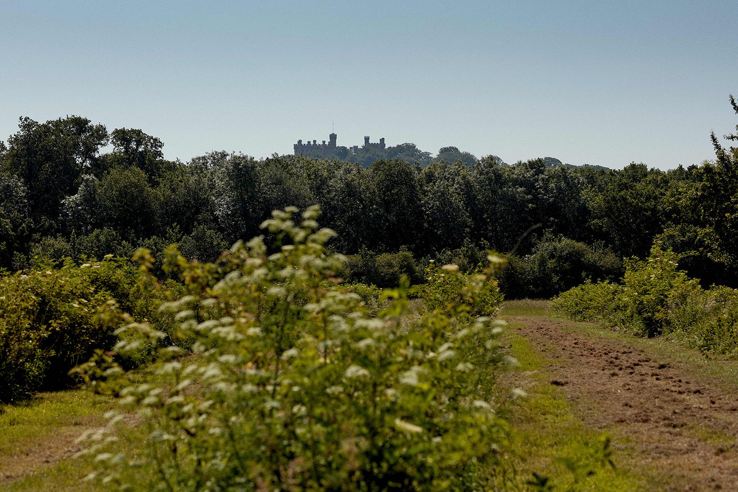 belvoir farm elderflower plantation with belvoir castle in the background